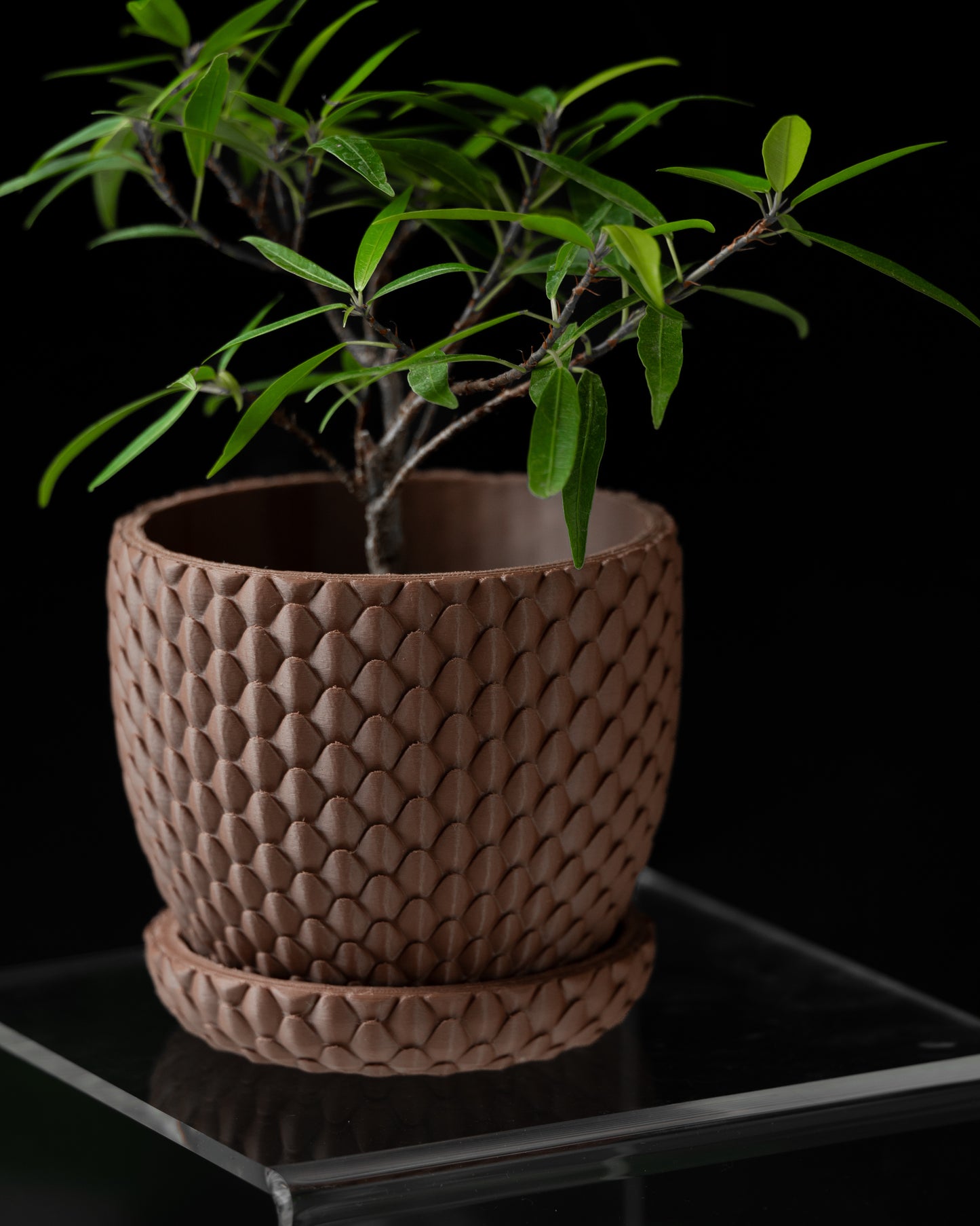 DRAGONSCALE PLANTER
