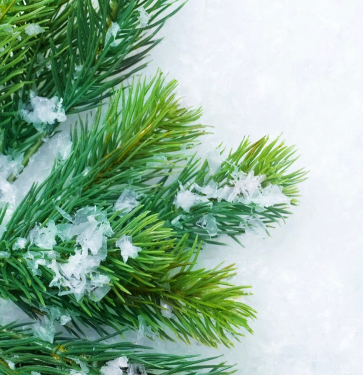 Balsam Fir