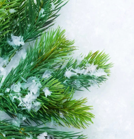 Balsam Fir