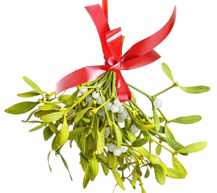 Mistletoe