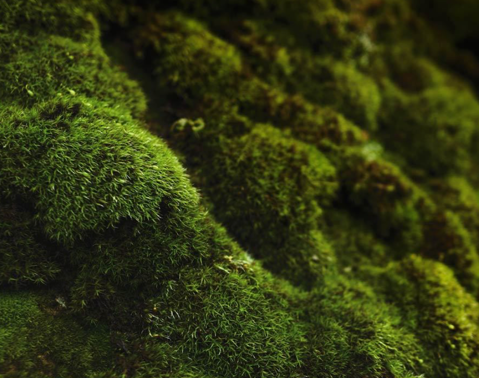 Oakmoss & Amber