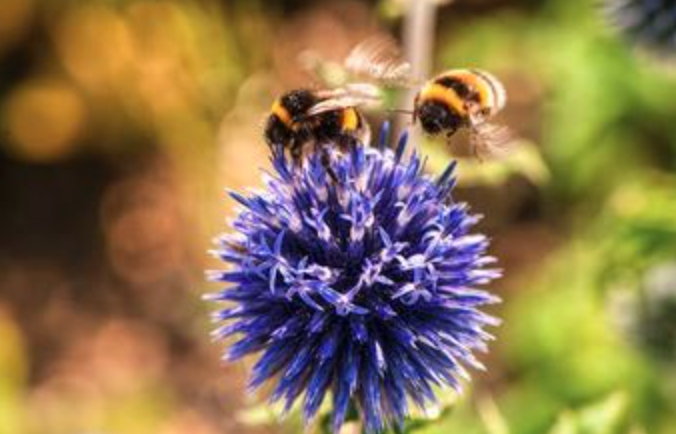 Milk Thistle
