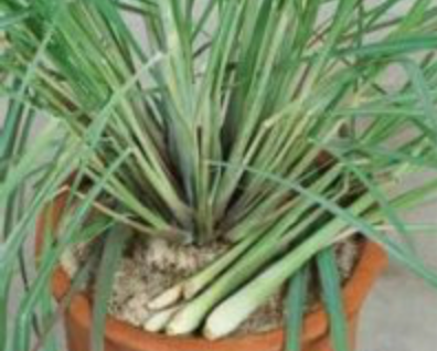 Lemongrass
