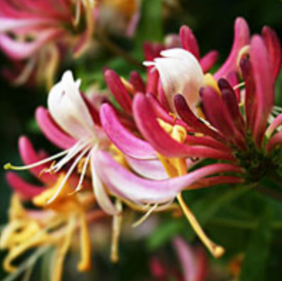 Honeysuckle