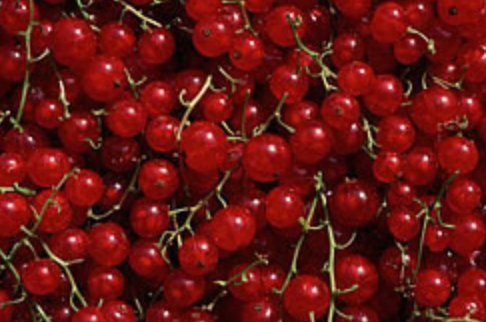 Red Currant