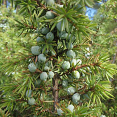 Juniper Breeze