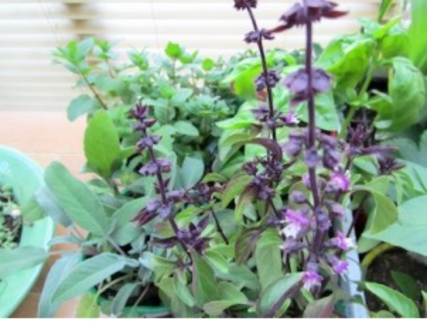Basil, Sage & Mint