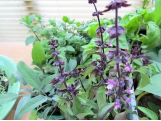 Basil, Sage & Mint