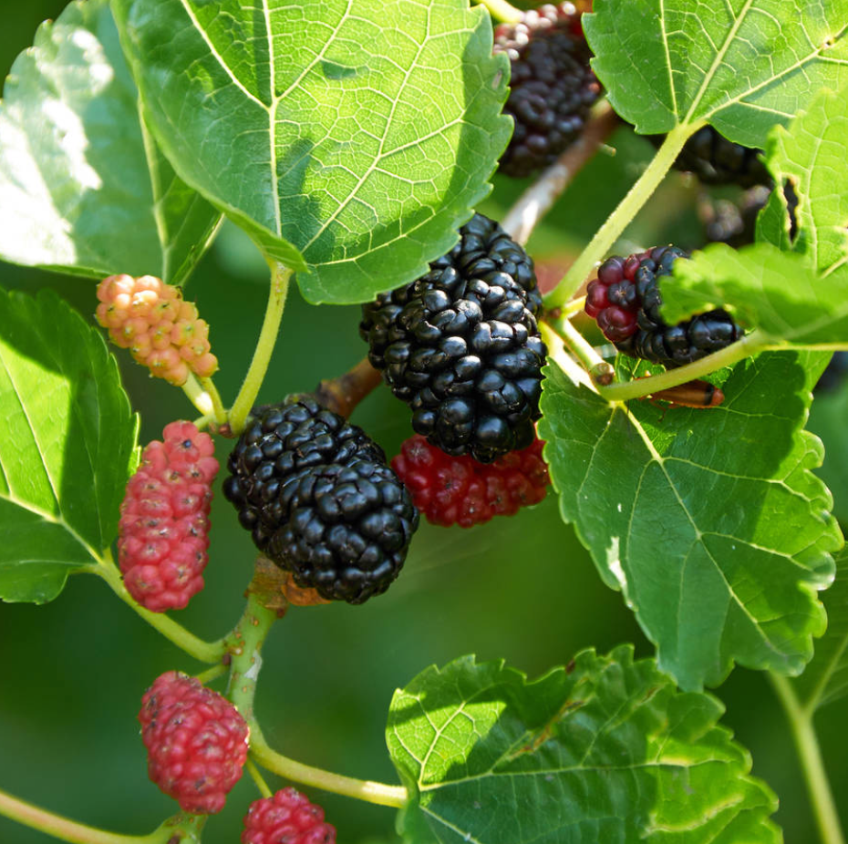 Mulberry
