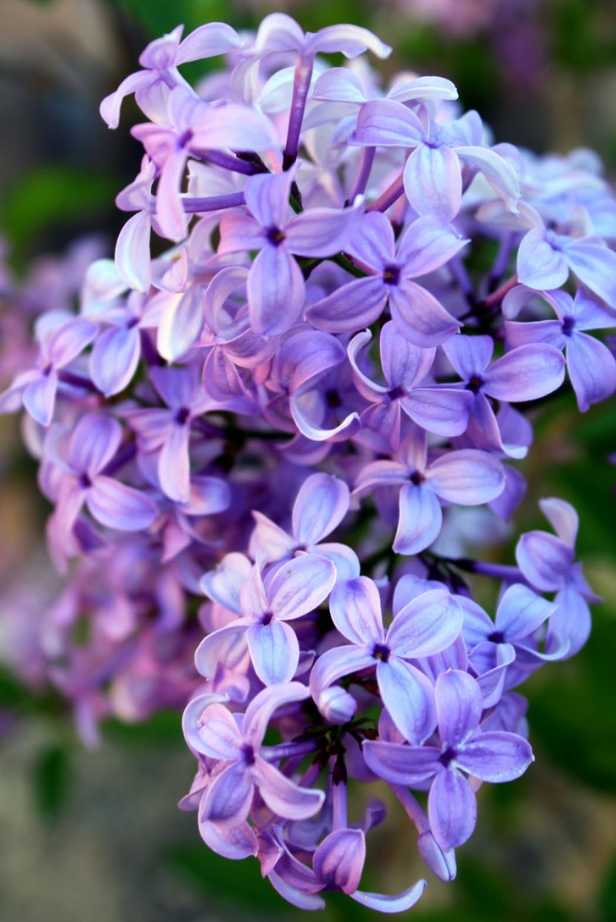 Lilac