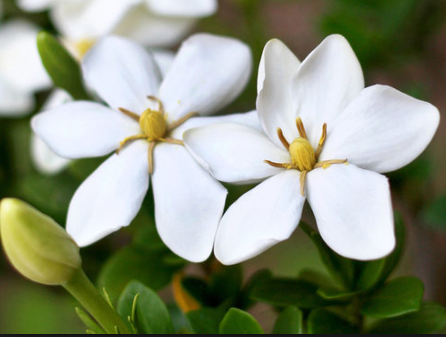 Gardenia