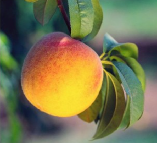 Georgia Peach