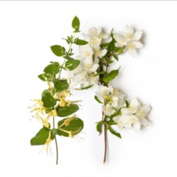 Honeysuckle Jasmine
