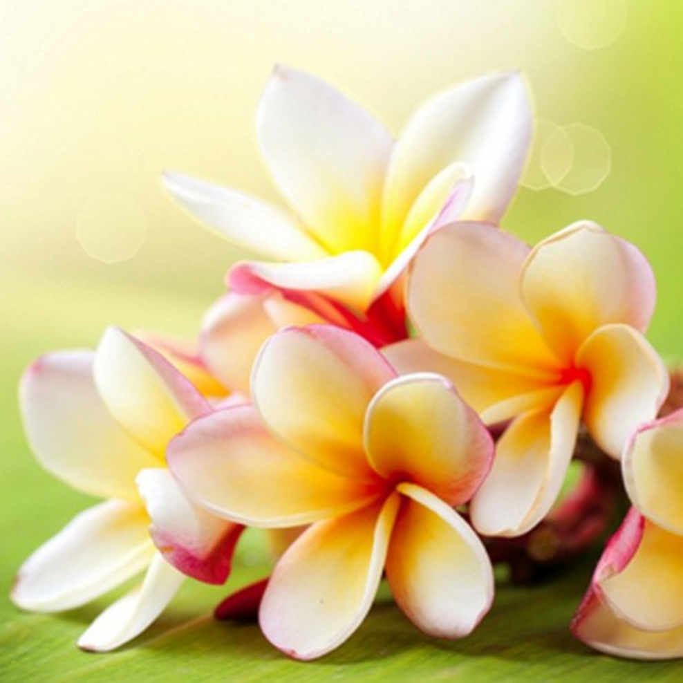 Sun Kissed Plumeria