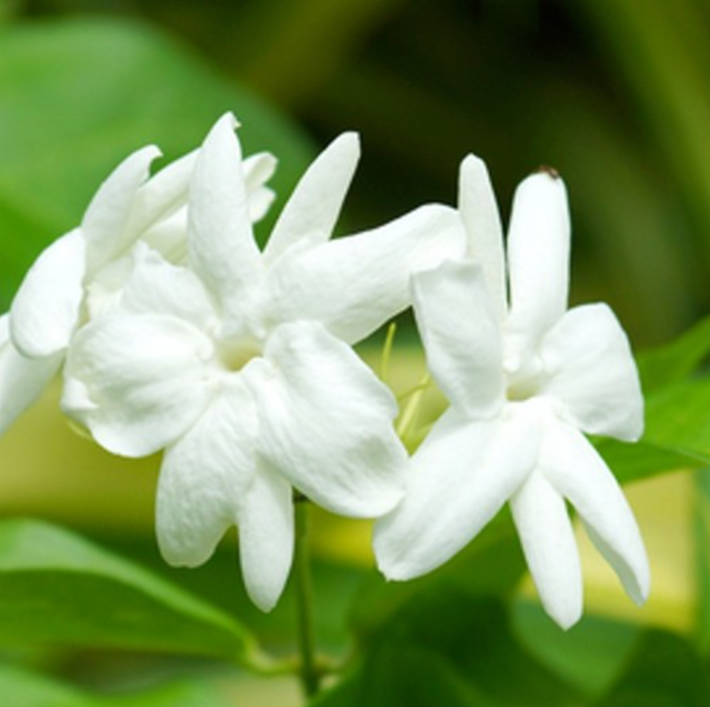 Jasmine