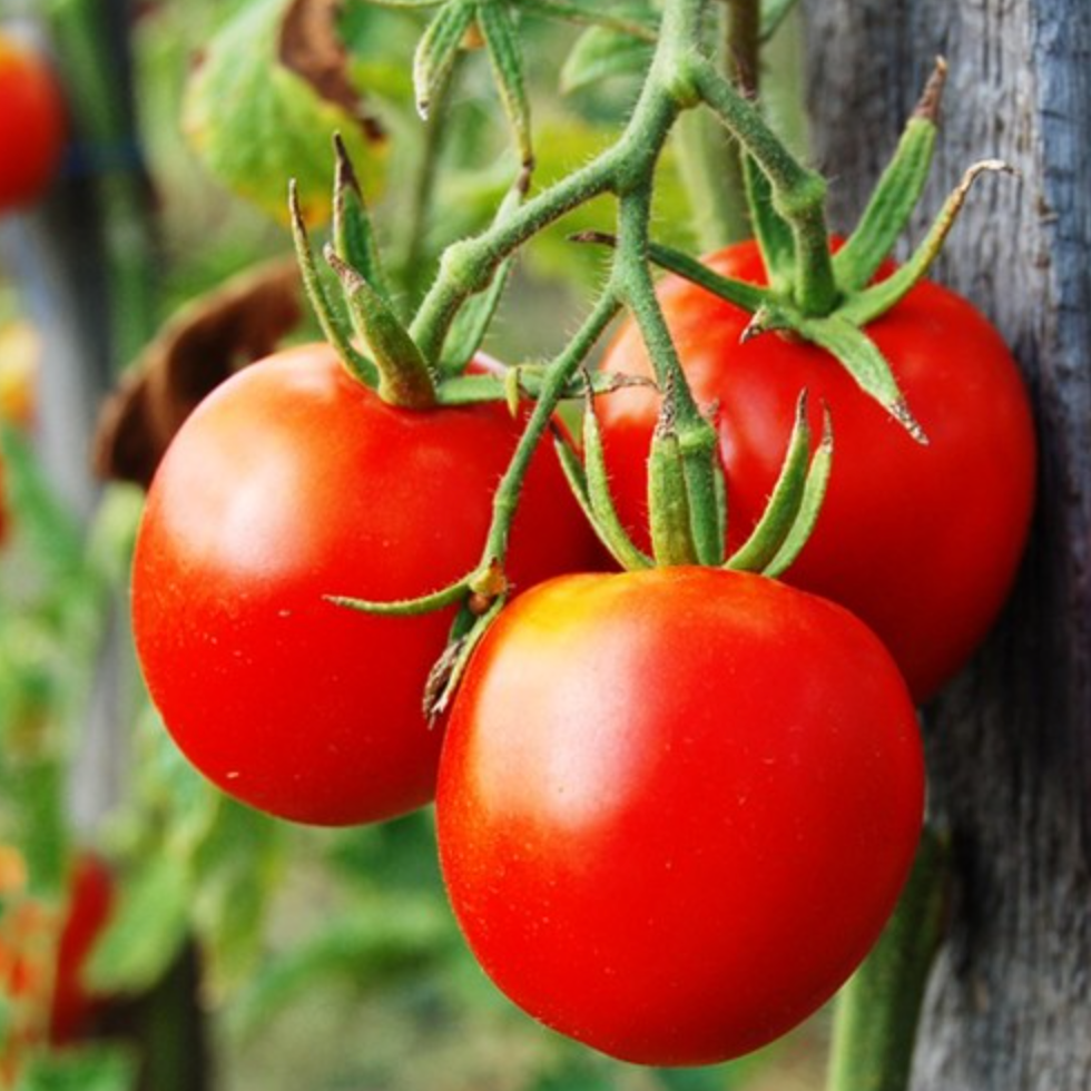 Tomato Plant