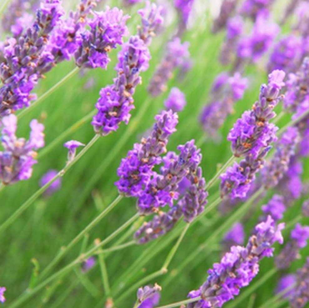 Lavender Vetiver