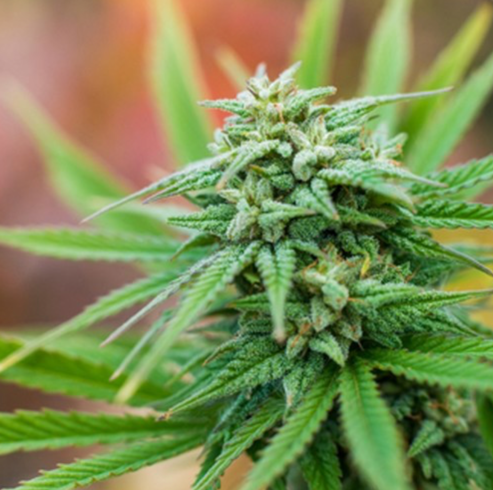 Cannabis Flower