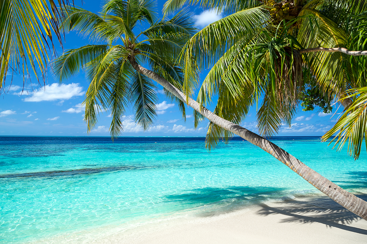 Caribbean Escape (BBW Type)