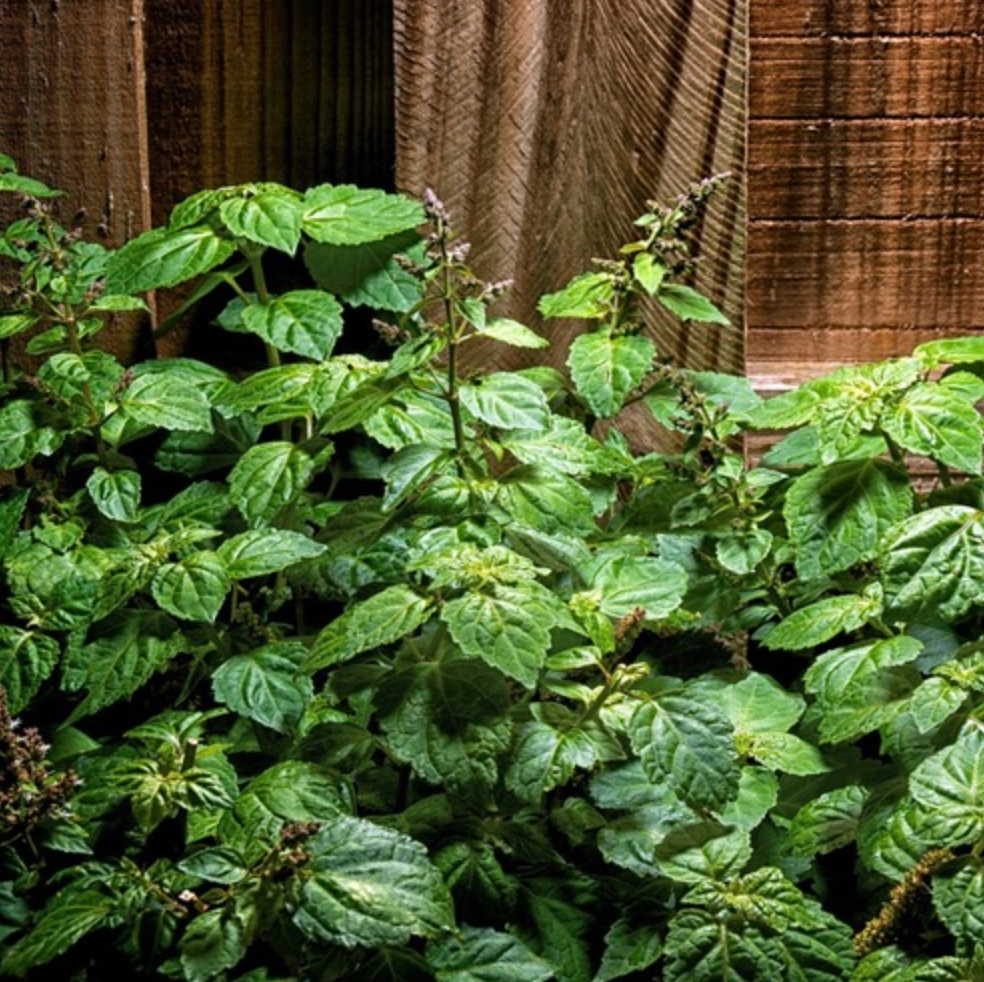 Palo Santo Patchouli