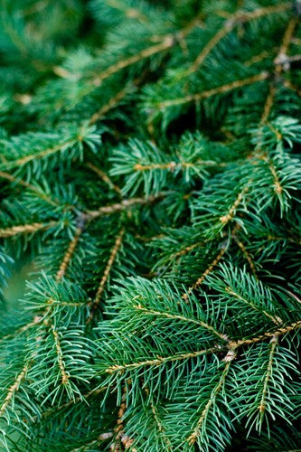 Balsam Cedar