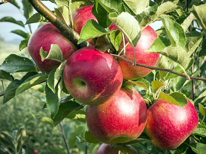 Apple Orchard