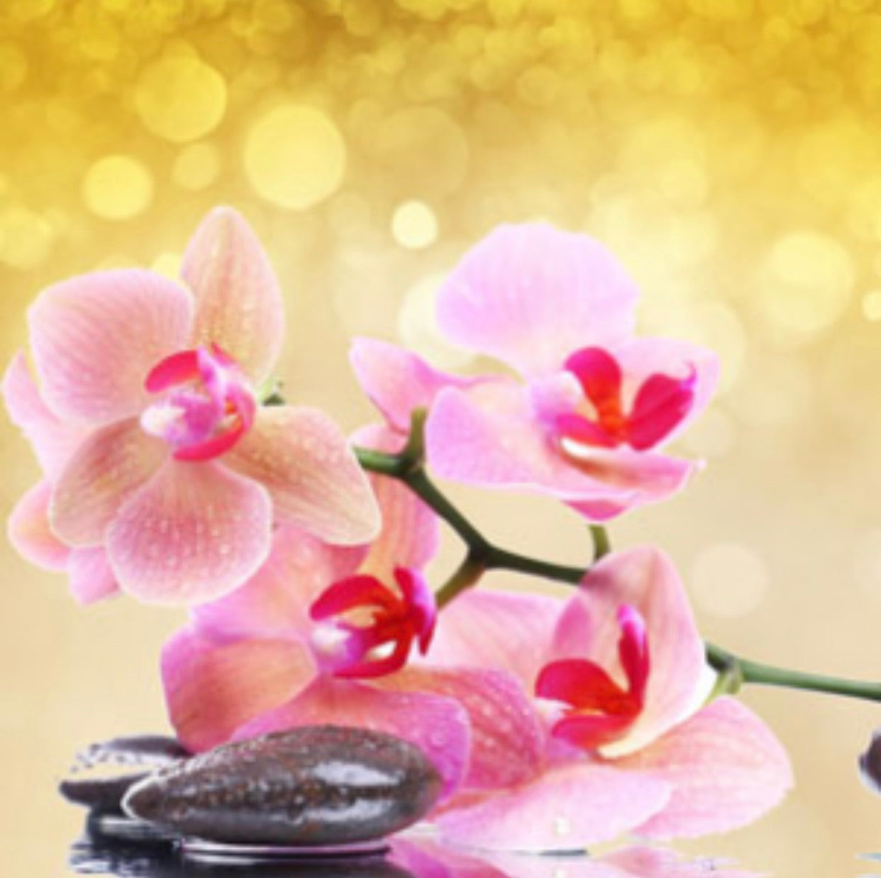 Pink Orchid and Amber