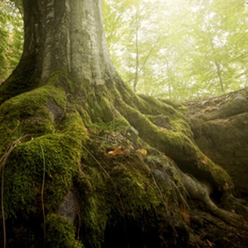 Oakmoss