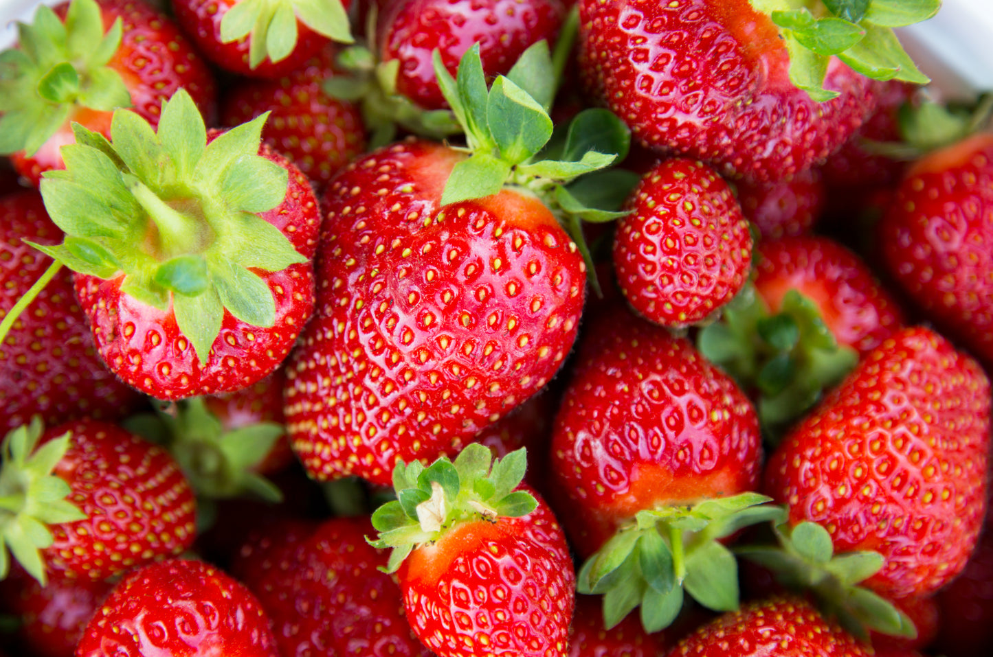 Fresh Picked Strawberries