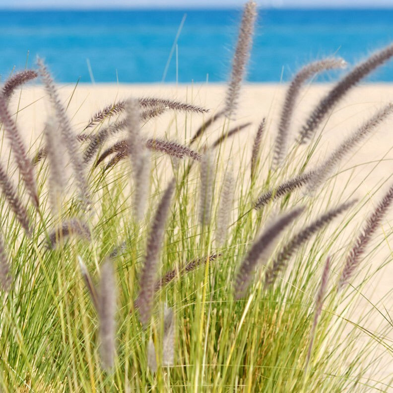 Seagrass and Sage
