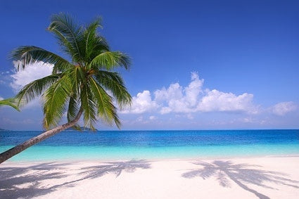 Pure Paradise