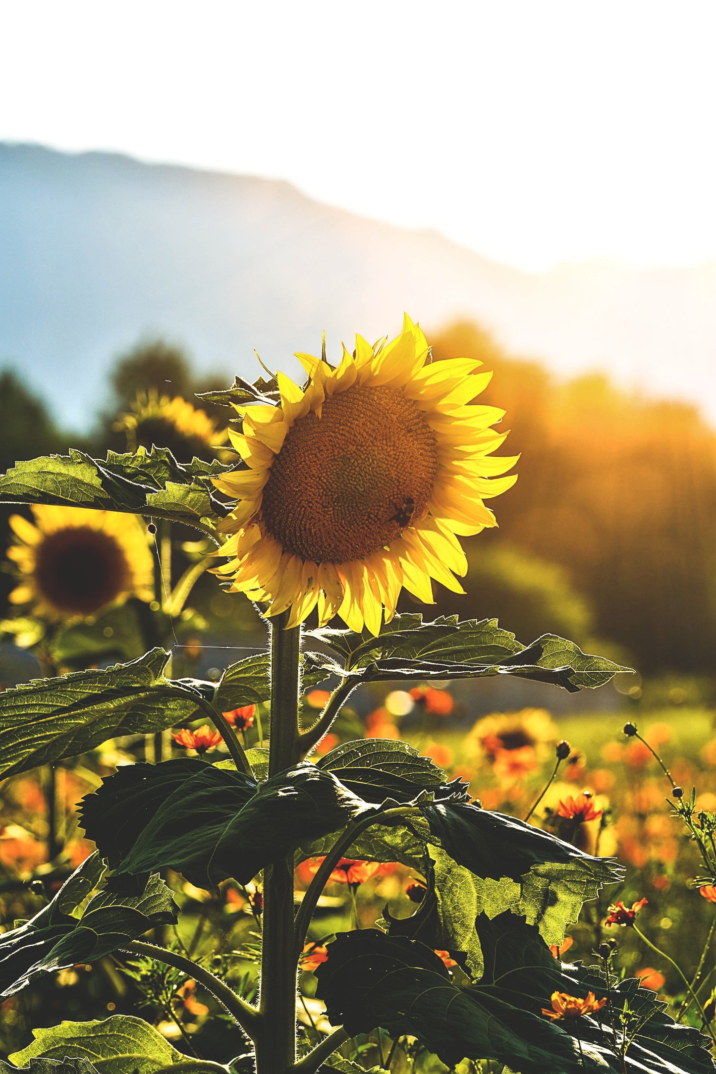 Sunflower Field