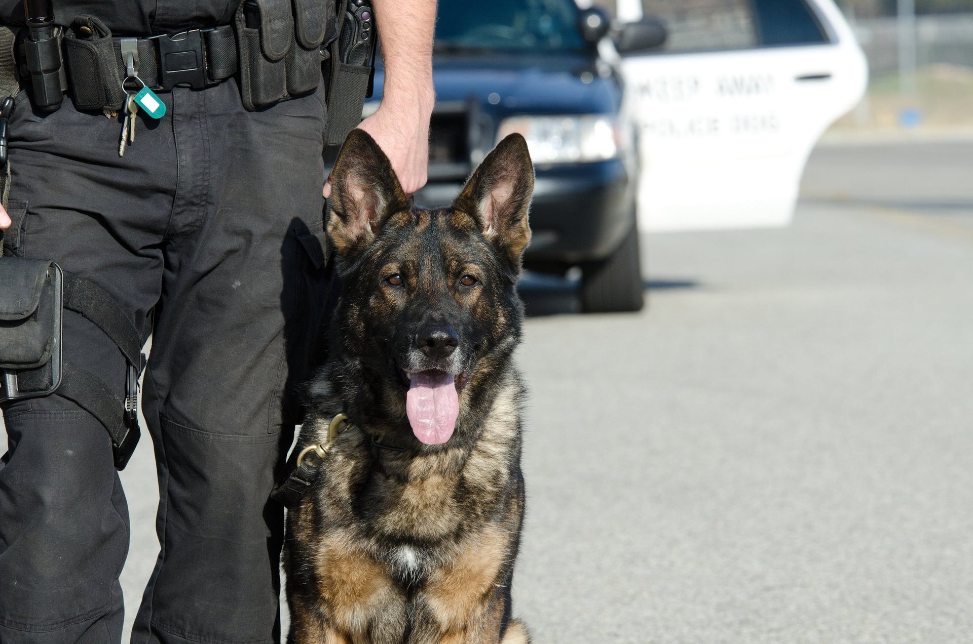 Police Working K-9 Donation for Safety and First Aid ...