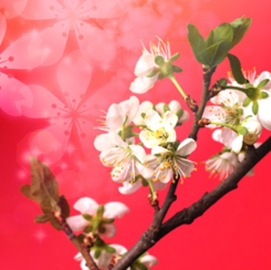 Japanese Cherry Blossom Type