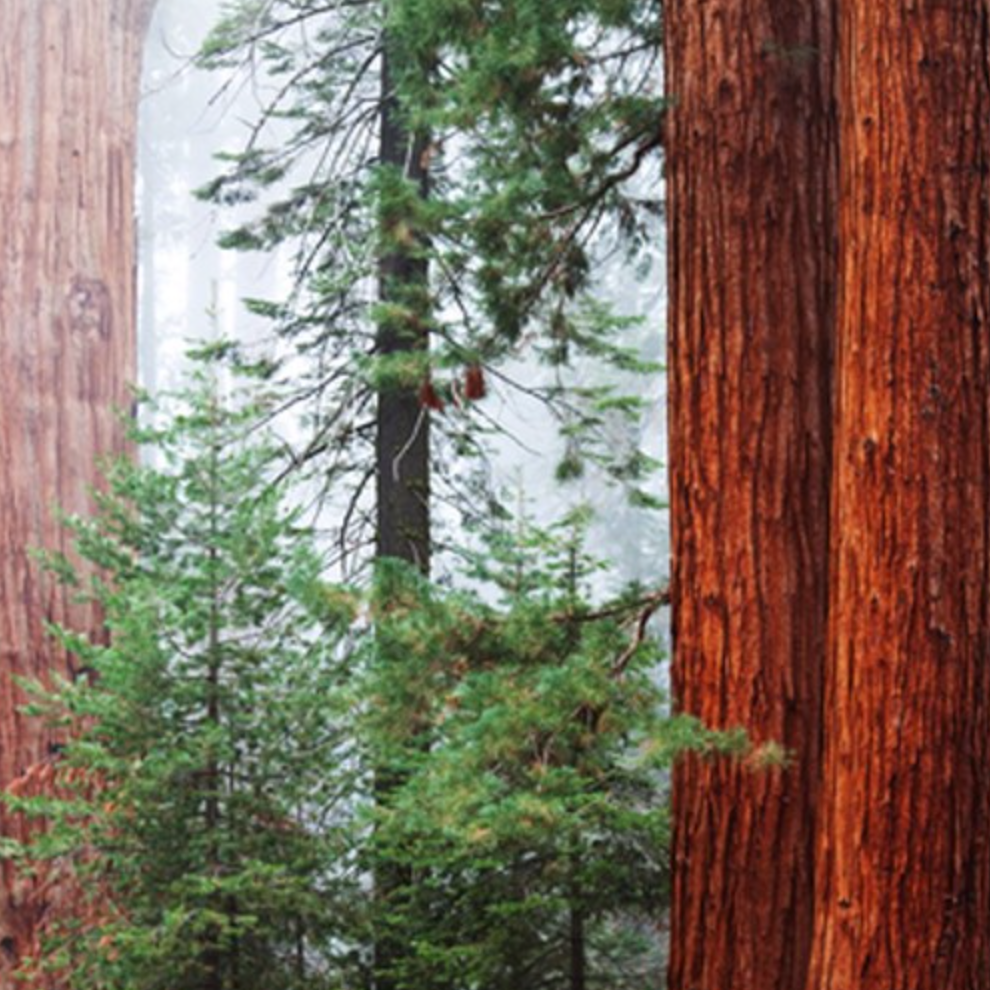 Redwood & Cedar