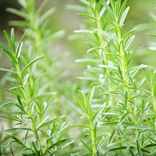Rosemary Mint